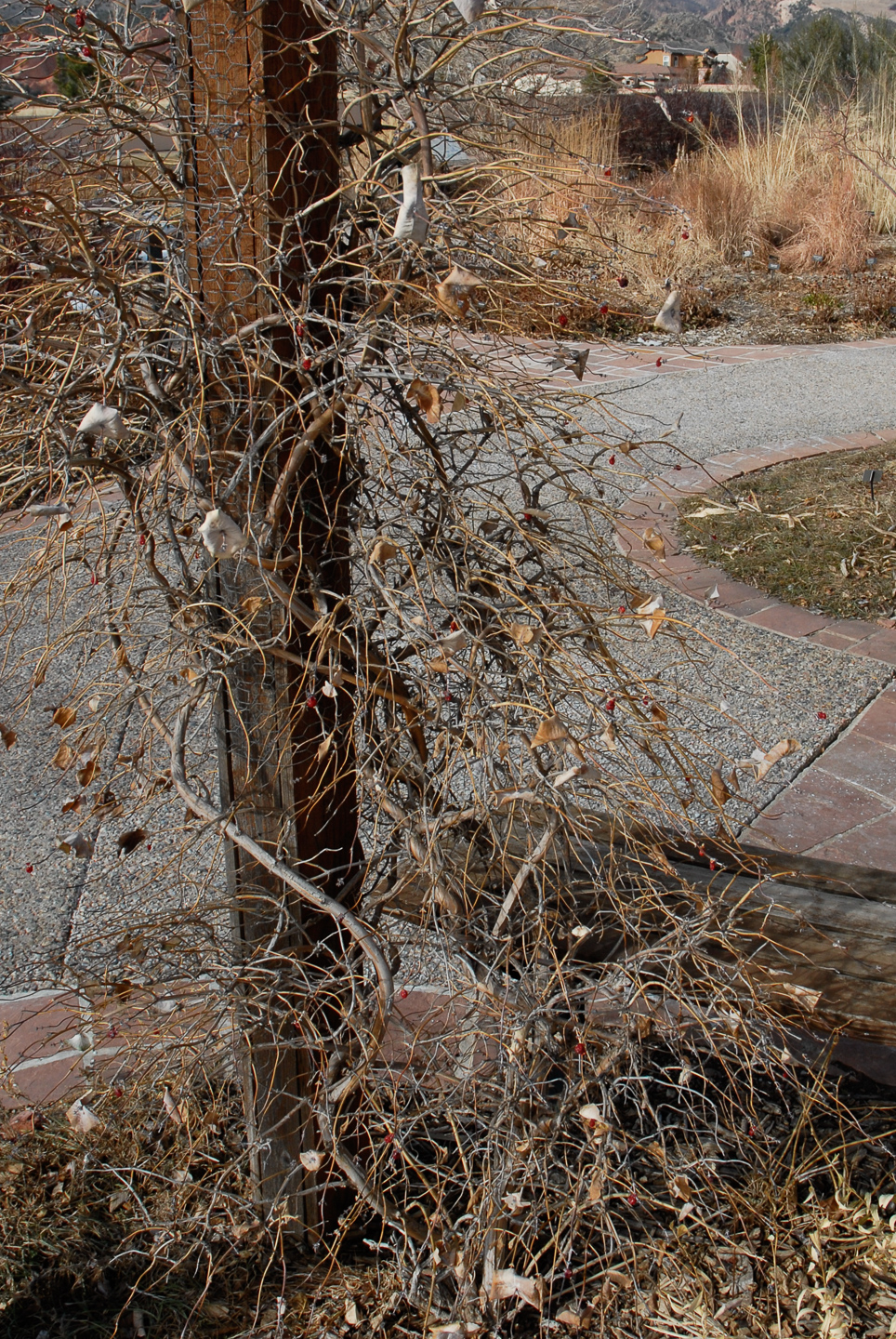 Kintzley's Ghost Honeysuckle